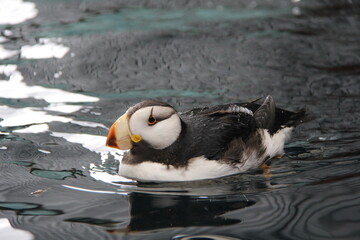 swimming atlantic puffin at aquarium