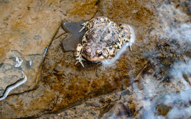Eastern American Toad (Anaxyrus americanus americanus) in rocky cold stream.