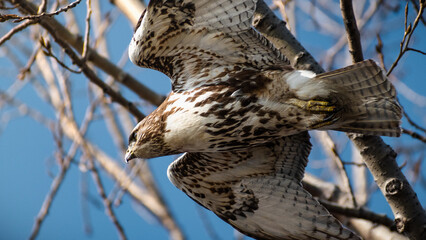Red-tailed hawk (Buteo jamaicensis) flying through trees.