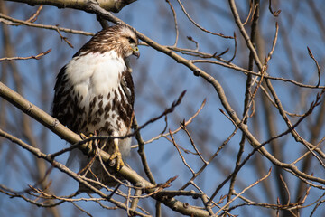 Red-tailed hawk (Buteo jamaicensis) perched in oak tree branch side profile.