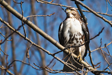 Red-tailed hawk (Buteo jamaicensis) perched on oak branch.