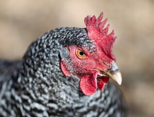 Plymouth Barred Rock Chicken Hen Close Up Macro