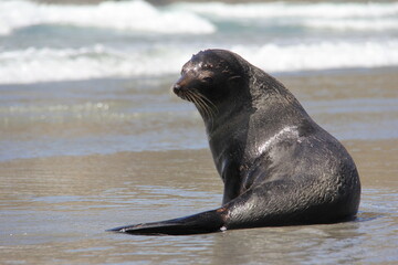 eared seal resting on beach in new zealand