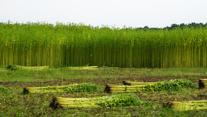 Green jute field. The jute is being dried on the ground. Jute is a type of bast fiber plant. Jute is the main cash crop of Bangladesh. - obrazy, fototapety, plakaty
