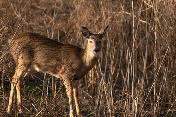White-tailed deer (Odocoileus virginianus) looking into camera in grassy field.