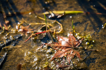 Dragonflies laying eggs on the pond.