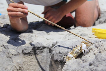 Man finds crab on beach
