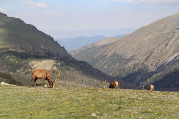 three elk on top of Rocky Mountain National Park Colorado