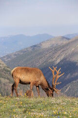Elk on top of Rocky Mountain National Park Colorado
