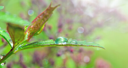 Early in the morning there is morning dew on the plants.