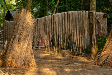 The soaked jute is being dried in the sun. Closeup image of jute. Jute is a type of bast fiber...