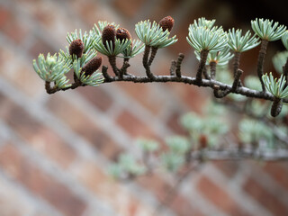 Atlas Cedar Branch with Brick Wall in the Background