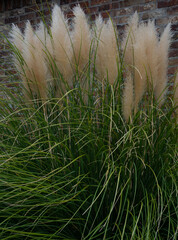 Close Up of Pampas Grass Against a Brick Wall