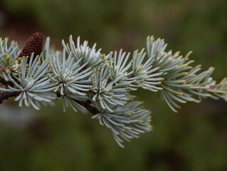 Close Up of a Blue Atlas Cedar Bough with Pine Cones Against Green Background