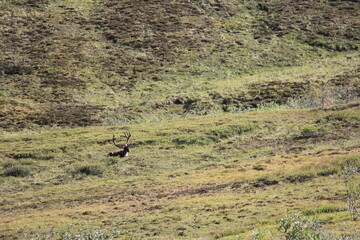 caribou resting in tundra of denali national park alaska