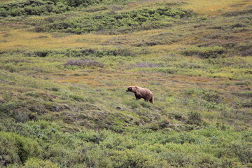 grizzly bear walking in Denali National Park Alaska