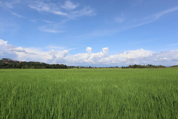 Obraz premium green field and blue sky