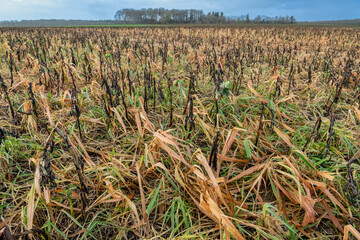 Désherbage hivernal au glyphosate d'un champ avec CIPAN (cultures intermédiaires pièges à...