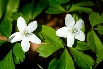 Fototapeta na wymiar White wood anemone flowers at Goodwin State Forest in Connecticut.