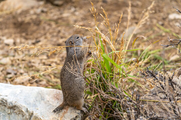 Uinta Ground Squirrel eating grass, Yellowstone National Park.