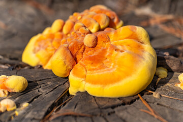 Chicken of the Woods (Laetiporus sulphureus) on a tree stump.