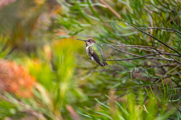 Anna's Hummingbird (Calypte anna) perched on a tree. Wildlife photography.