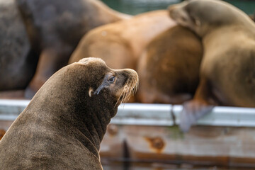 Fototapeta premium Close-up of a sea lion. 