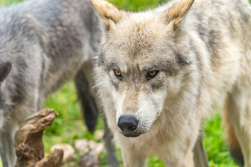 Portrait of wolf at Yellowstone Grizzly and Wolf Discovery Center.