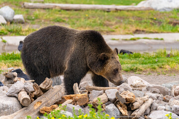 Fototapeta premium Grizzly bear looking for food under rocks at the Grizzly Wolf Discovery Centre, Yellowstone National Park.