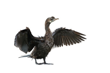 Cormorant spreading its wings isolated on transparent background png file