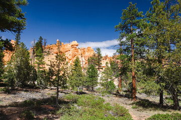Hiking trail leading through stunning red sandstone hoodoo formations in Bryce Canyon National Park in Utah, USA.