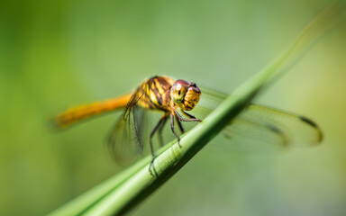 A dragonfly perched on green leaf and nature background, Selective focus, insect macro, Colorful insect in Thailand.