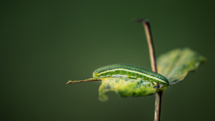Close up of butterfly caterpillars, Lemon migrant (Catopsilia pomona) on green leaf with nature blurred background.