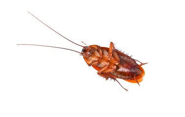 cockroach on transparent png. Top view