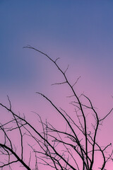 purple-colored mystical sky, cold air, and moonlight. A bottom-up view of leafless dried tree branches.