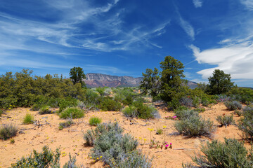 Fototapeta na wymiar Dixie National Forest near Yant Flat sandstone formations in Utah, USA