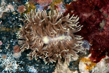 Fototapeta na wymiar Nudibranch (sea slug) - Phestilla sp. on the sea bottom. Underwater macro world of Tulamben, Bali, Indonesia.