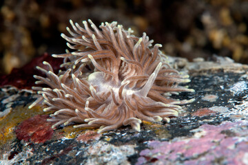 Naklejka na ściany i meble Nudibranch (sea slug) - Phestilla sp. on the sea bottom. Underwater macro world of Tulamben, Bali, Indonesia.