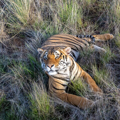 Bird's Eye View of a Tiger sitting in a Grassy Meadow
