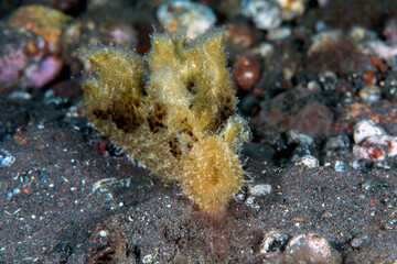 Nudibranch (sea slug) - Melibe pilosa looking for a prey on the sea bottom. Underwater macro world of Tulamben, Bali, Indonesia.