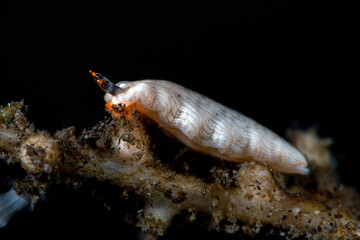 Sea slug - Dermatobranchus albus. Underwater macro world of Tulamben, Bali, Indonesia.