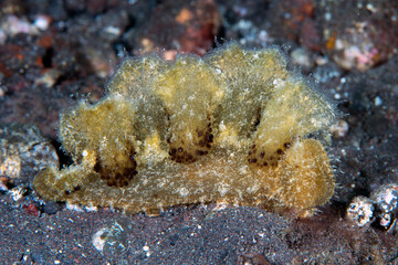 Obraz na płótnie Canvas Nudibranch (sea slug) - Melibe pilosa looking for a prey on the sea bottom. Underwater macro world of Tulamben, Bali, Indonesia.