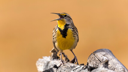 Western Meadowlark - A closeup view of a Western Meadowlark singing on top of a log fence on a bright and colorful Spring evening. North Table Mountain, Denver-Golden-Arvada, Colorado, USA.
