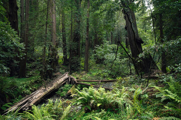 Hiking trails through giant redwoods in Muir forest near San Francisco, California, USA