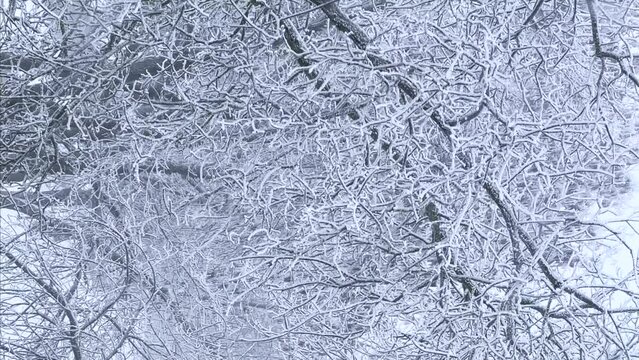 Winter background of tree branches covered with frost and swaying in the wind. Vertical