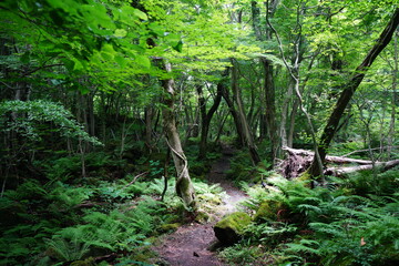 fine spring forest in the gleaming sunlight