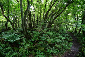 spring path in wild forest
