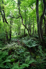 Fototapeta na wymiar thick primeval forest in springtime