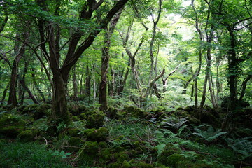 thick primeval forest in springtime