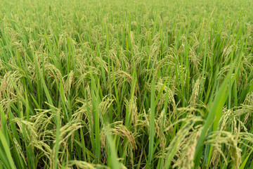 Green Terraced Rice Field. rice is growing in the field background